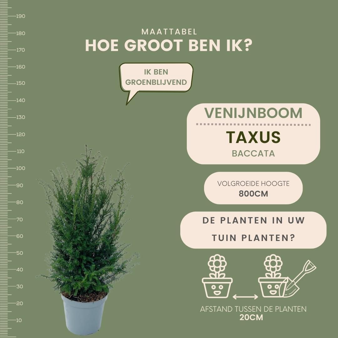 Plants by frank Grote taxus planten voor 10 strekkende meter haag | - 12L - 25 x | ↨ 80-100 cm (8721001420933)