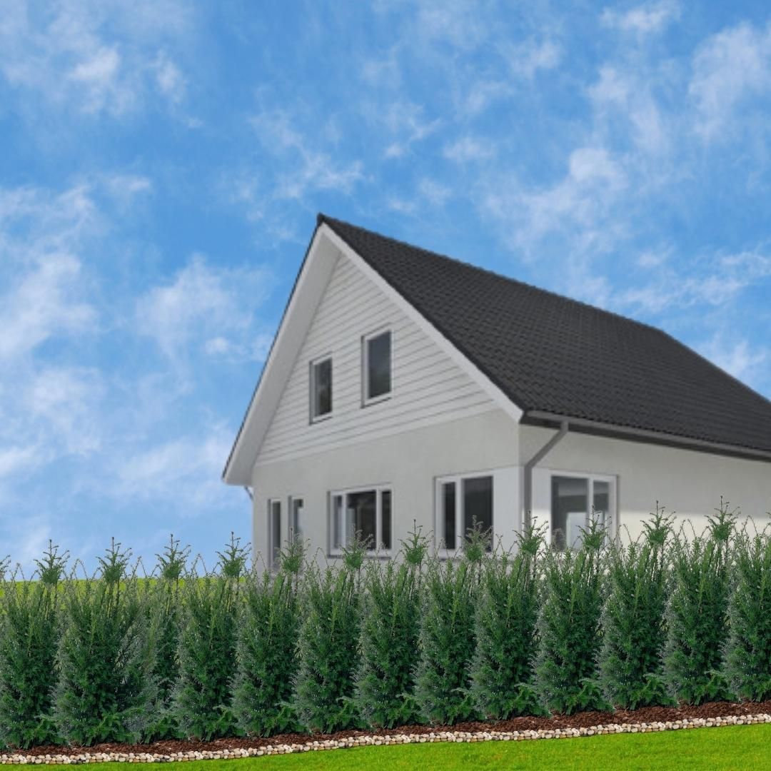 Plants by frank Grote taxus planten voor 10 strekkende meter haag | - 12L - 25 x | ↨ 80-100 cm (8721001420933)