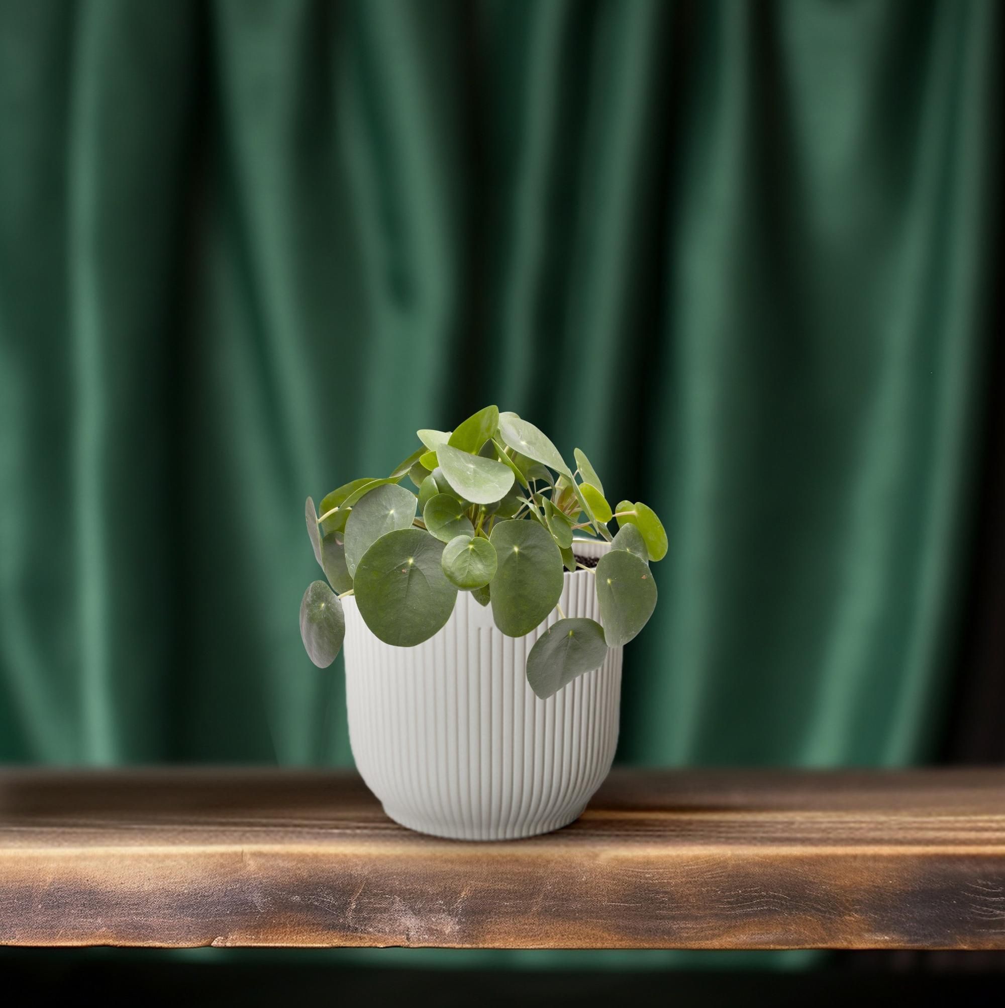 Pilea Peperomioides (30277)