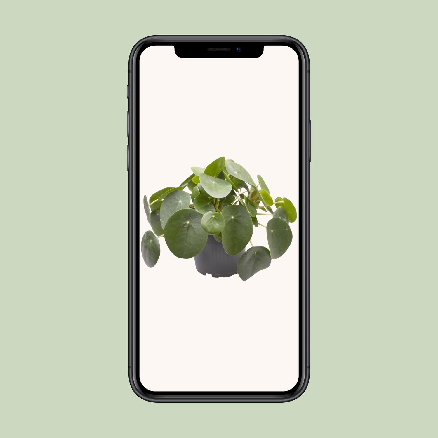 Pilea Peperomioides (30277)