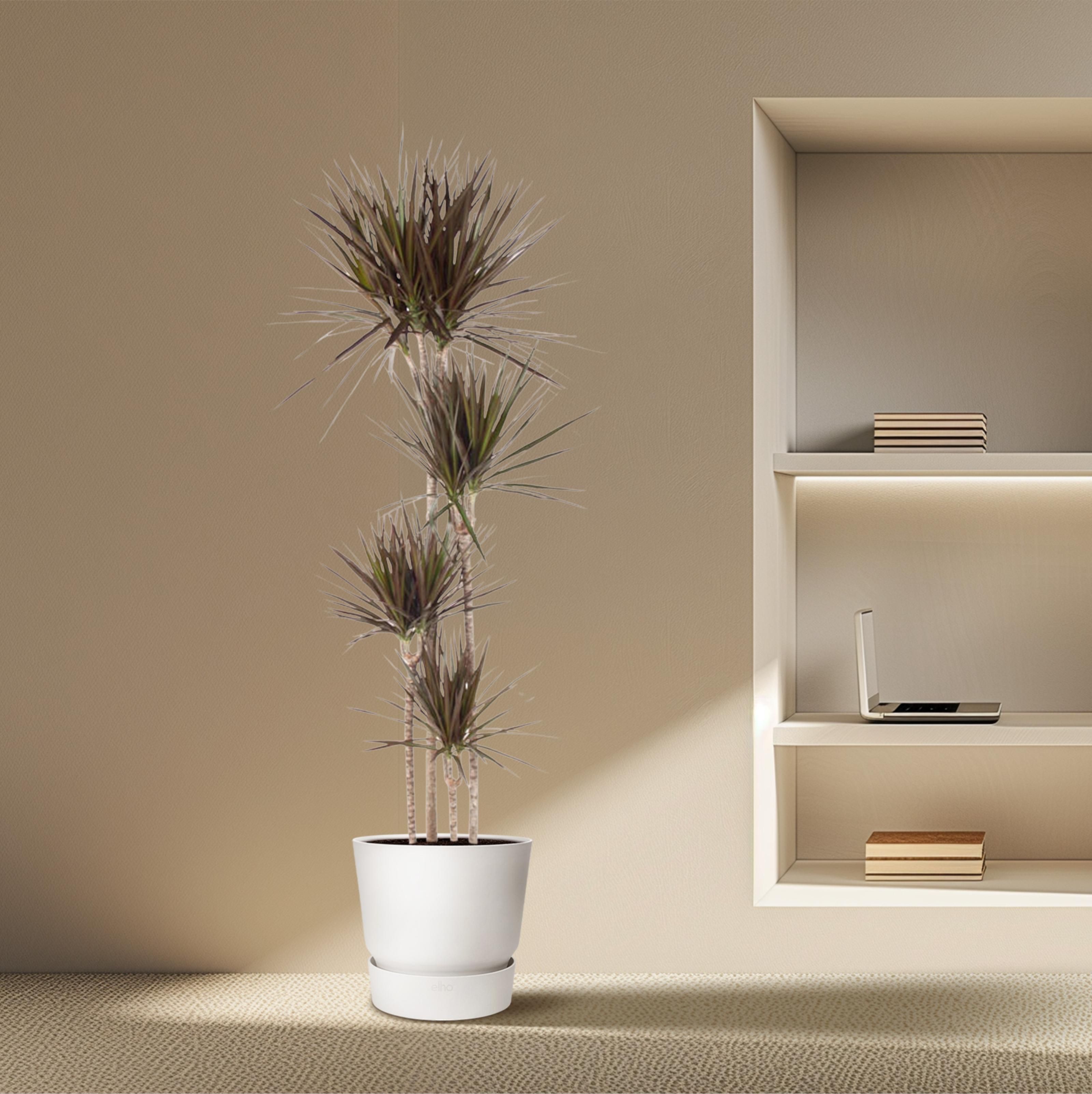 Dracaena Magenta - 180 cm - ø27 (8721055692553)