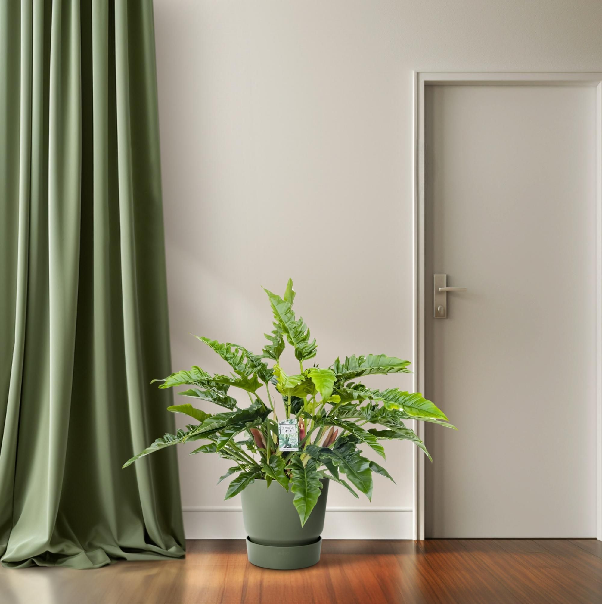 Philodendron Rambo (24989)