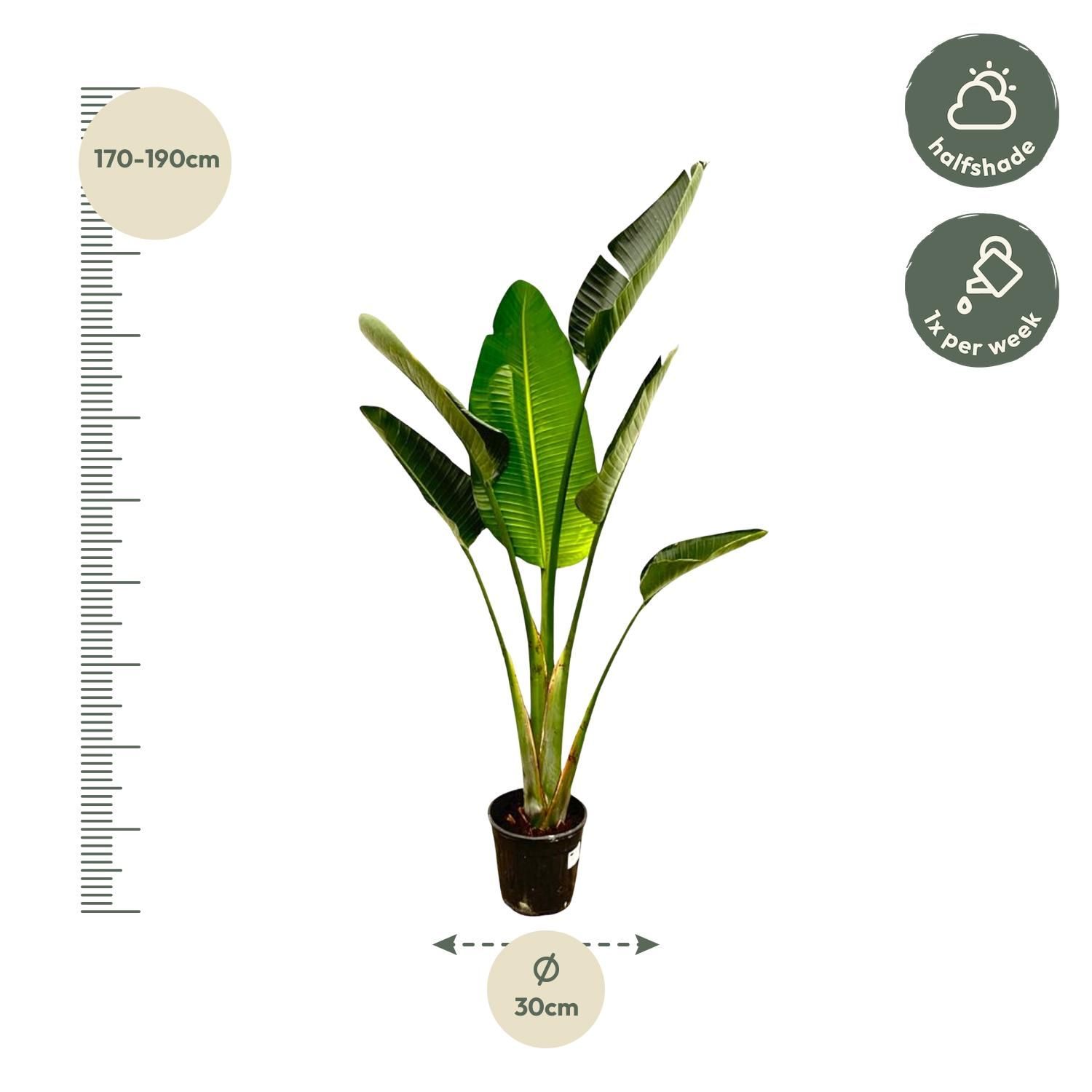 Strelitzia Augusta - 180cm - ⌀30 (8721055694038)