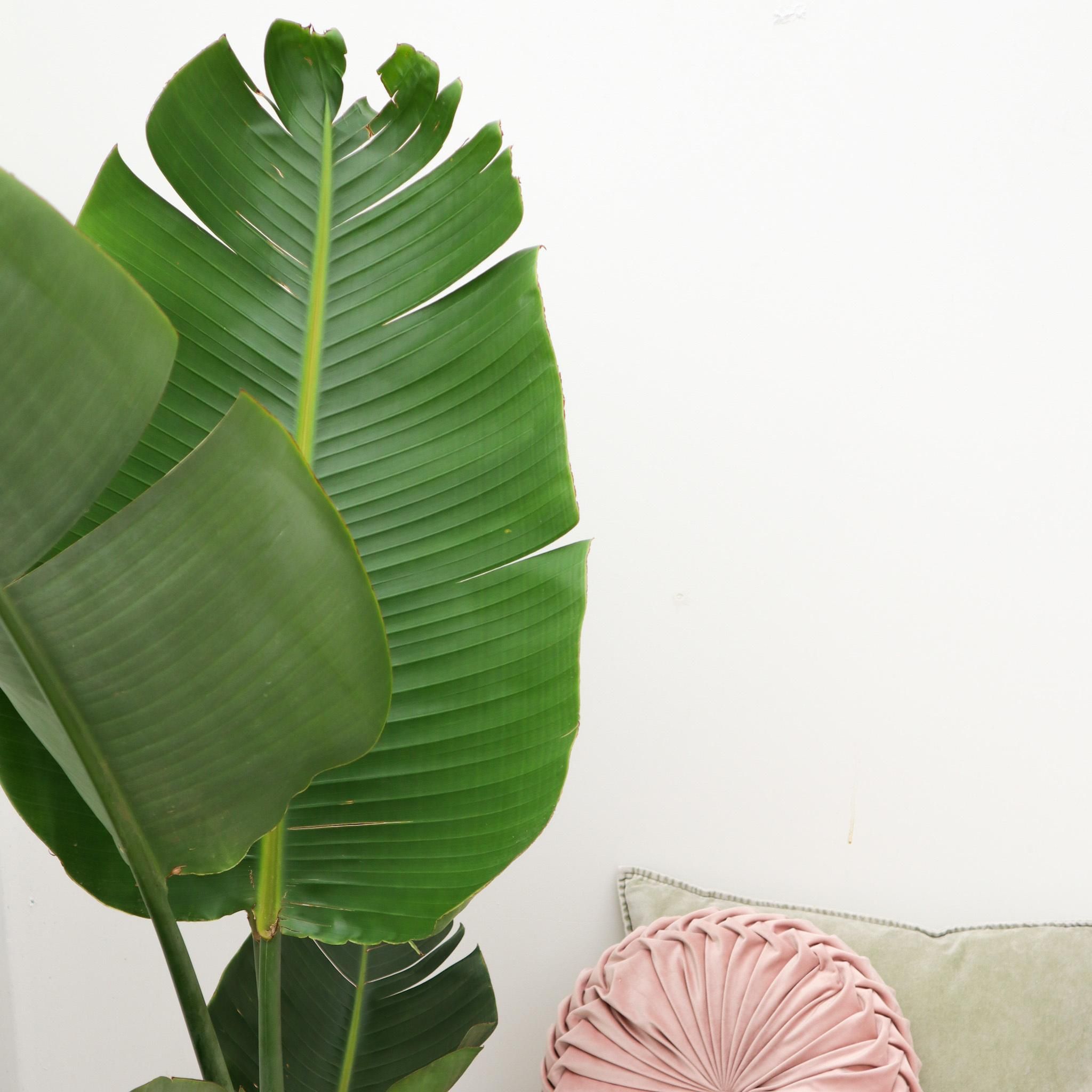 Strelitzia Augusta - 180cm - ⌀30 (8721055694038)