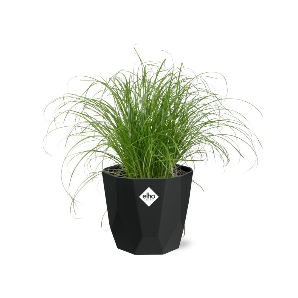 Cyperus Alternifolius Zumula in 14cm b.for rock living black (21640)