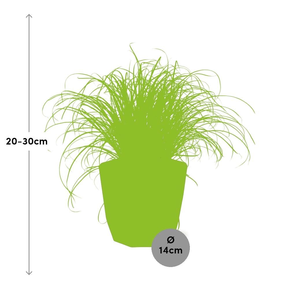 Cyperus Alternifolius Zumula in 14cm b.for rock living black (21640)