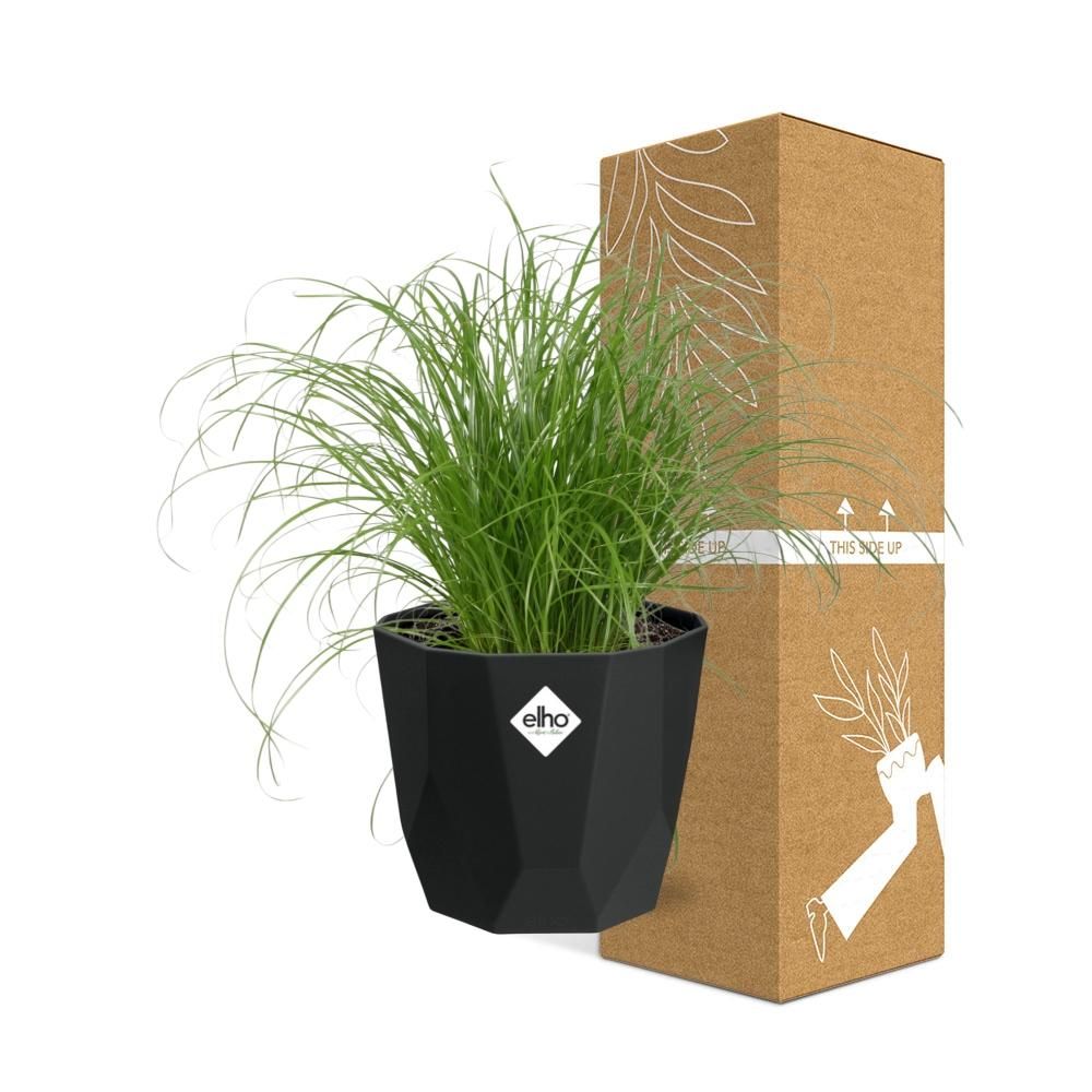 Cyperus Alternifolius Zumula in 14cm b.for rock living black (21640)