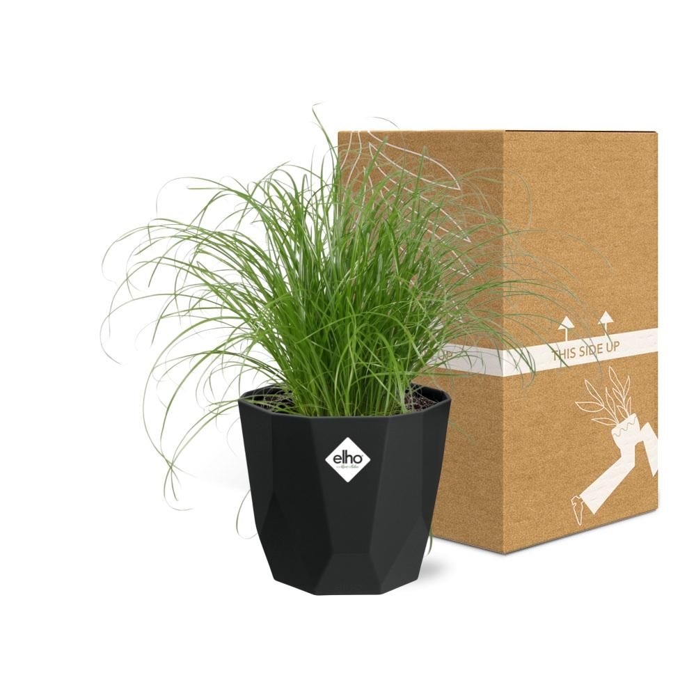 Cyperus Alternifolius Zumula in 14cm b.for rock living black (21640)