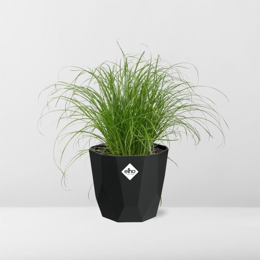Cyperus Alternifolius Zumula in 14cm b.for rock living black (21640)