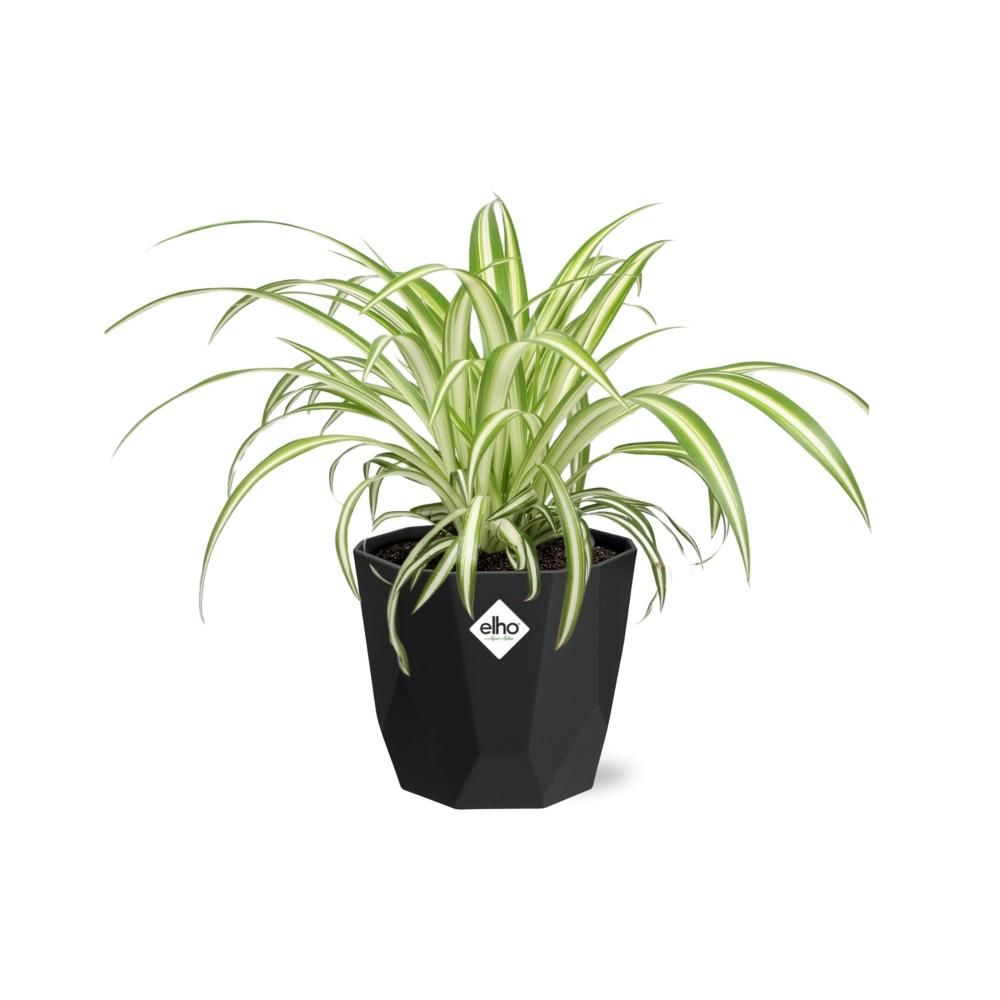 Chlorophytum Comosum Variegatum in 14cm b.for rock living black (21664)