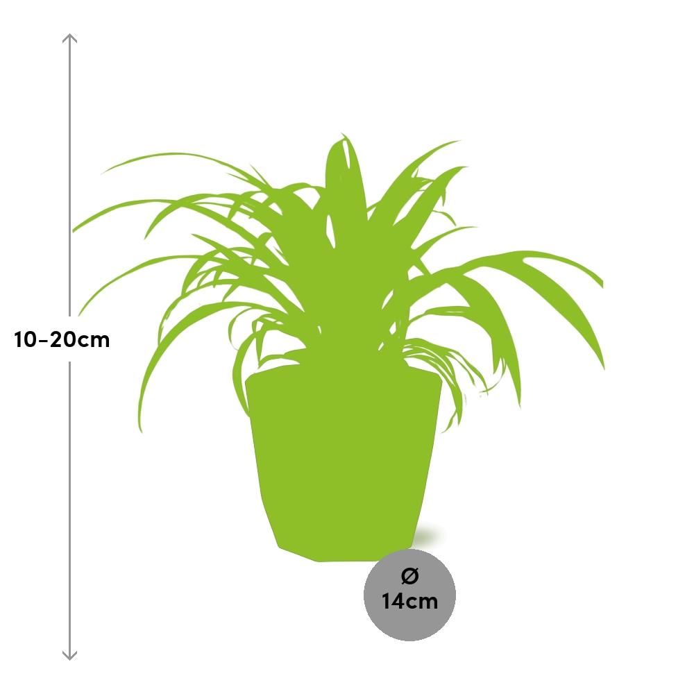 Chlorophytum Comosum Variegatum in 14cm b.for rock living black (21664)