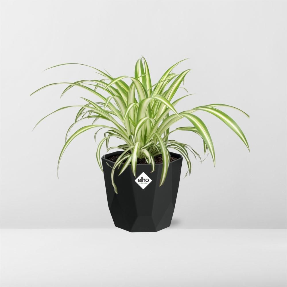 Chlorophytum Comosum Variegatum in 14cm b.for rock living black (21664)