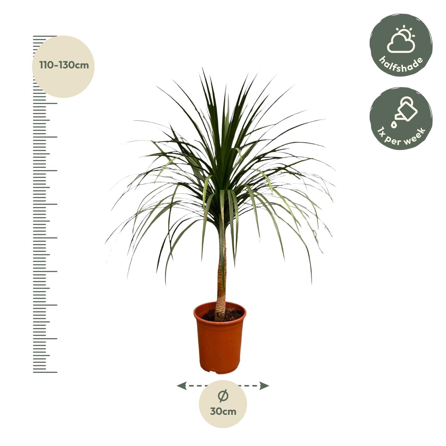 Dracaena Draco - 120cm - ø30 (8721055697336)