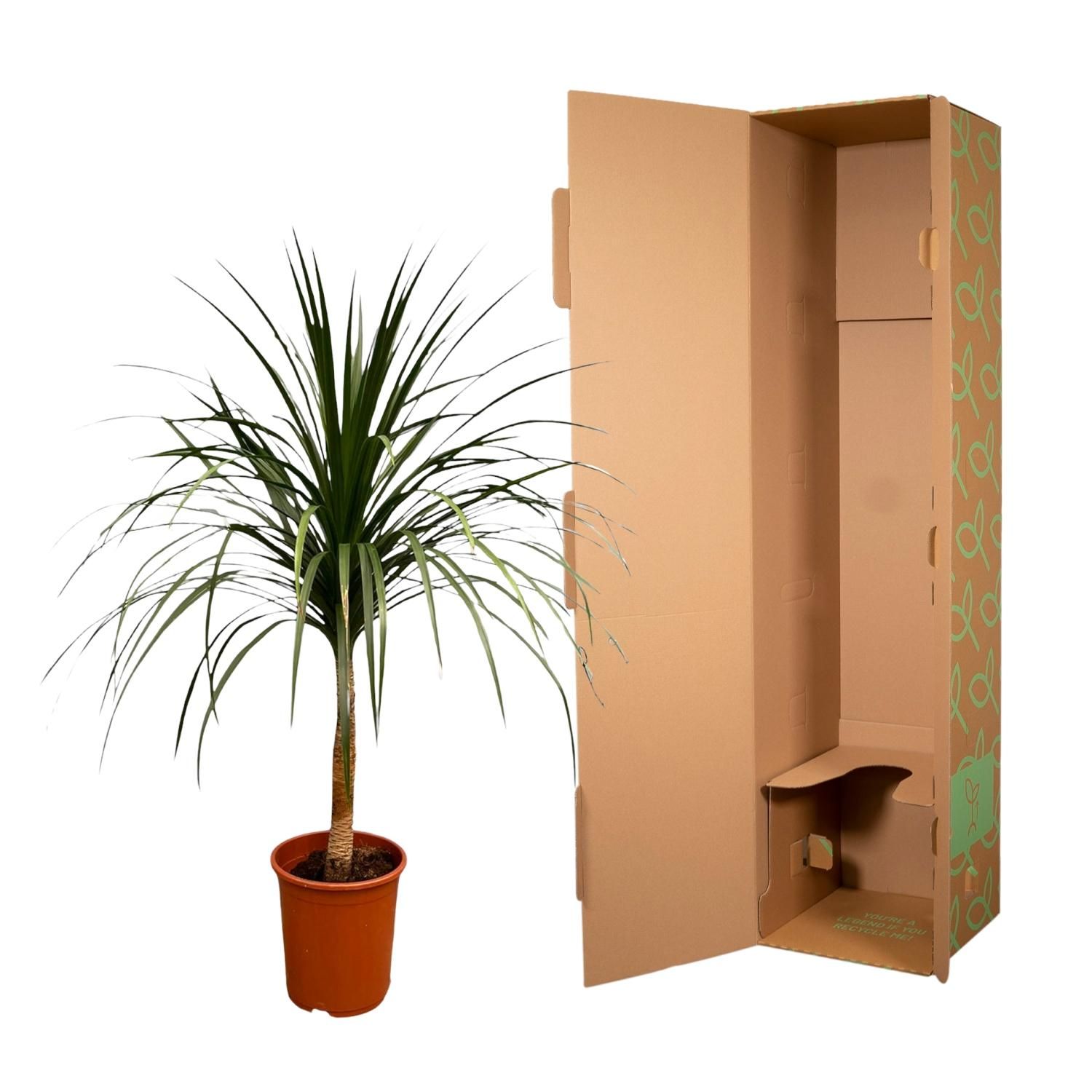 Dracaena Draco - 120cm - ø30 (8721055697336)