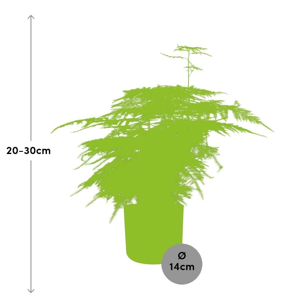 Asparagus ‘Plumosus’ in ELHO b.for soft rond 14cm brique (21485)