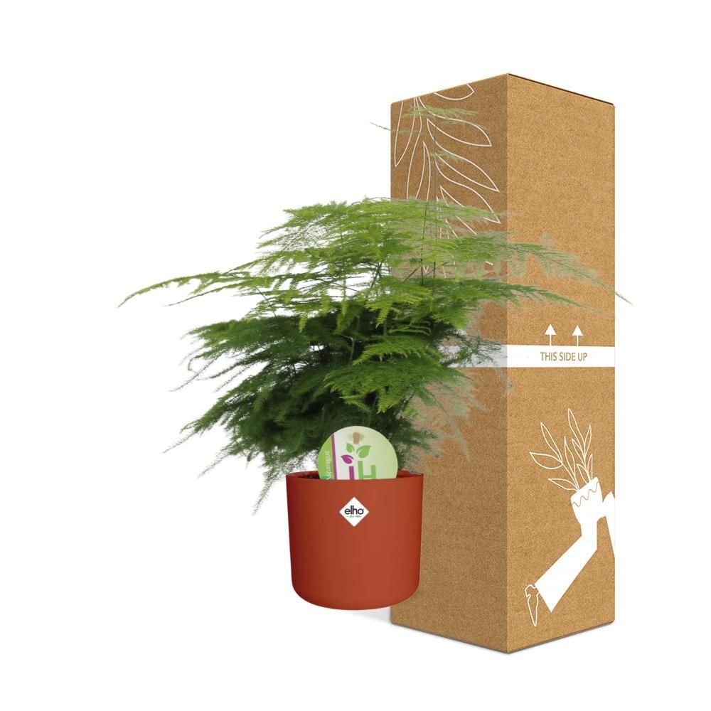 Asparagus ‘Plumosus’ in ELHO b.for soft rond 14cm brique (21485)