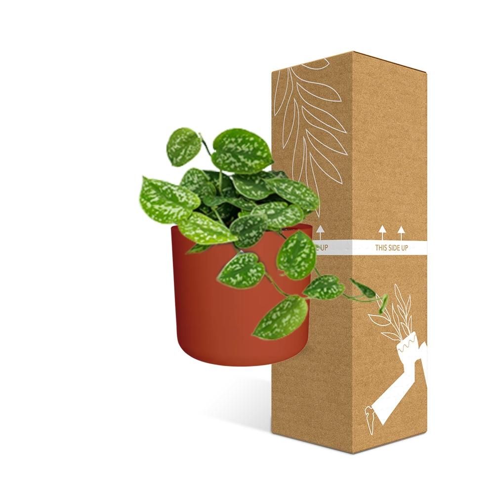 Scindapsus Pictus ‘Argyraeus’ in ELHO b.for soft rond 14cm brique (21466)