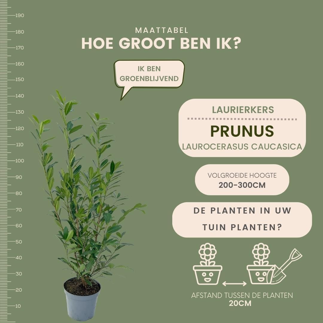 Plants by frank Grote Laurierkers Planten Caucasica voor 10 strekkende meter haag - 12L - 25 x | ↨ 100-125 cm (8721001420841)