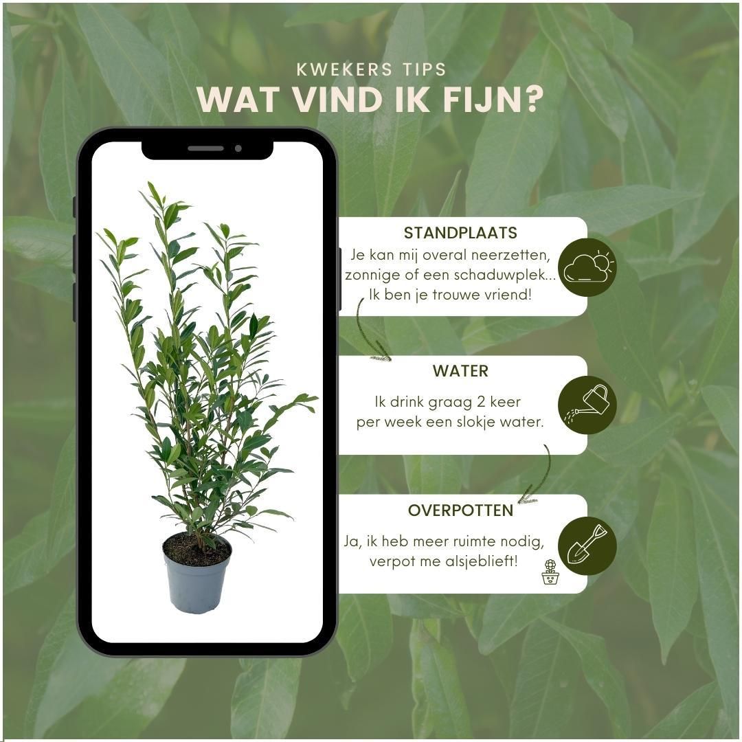 Plants by frank Grote Laurierkers Planten Caucasica voor 10 strekkende meter haag - 12L - 25 x | ↨ 100-125 cm (8721001420841)