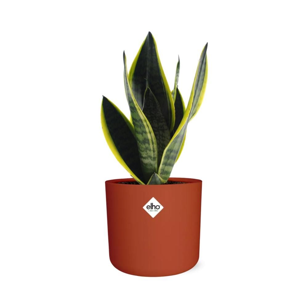 Sansevieria Futura Superba in ELHO b.for soft rond 14cm brique (21782)