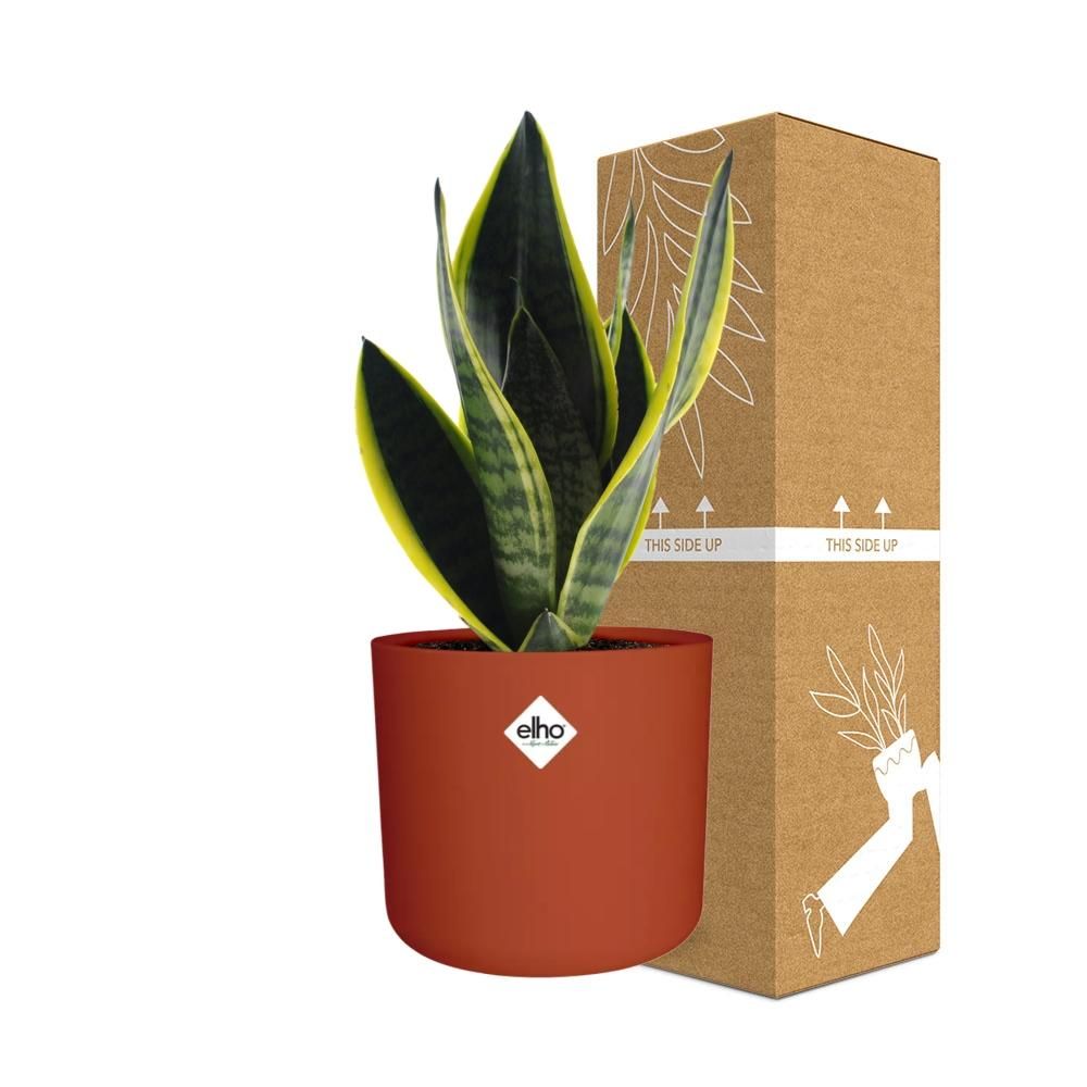 Sansevieria Futura Superba in ELHO b.for soft rond 14cm brique (21782)