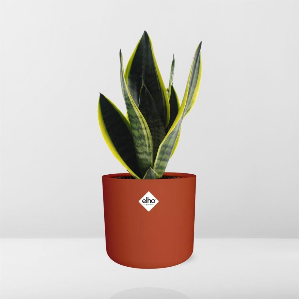 Sansevieria Futura Superba in ELHO b.for soft rond 14cm brique (21782)
