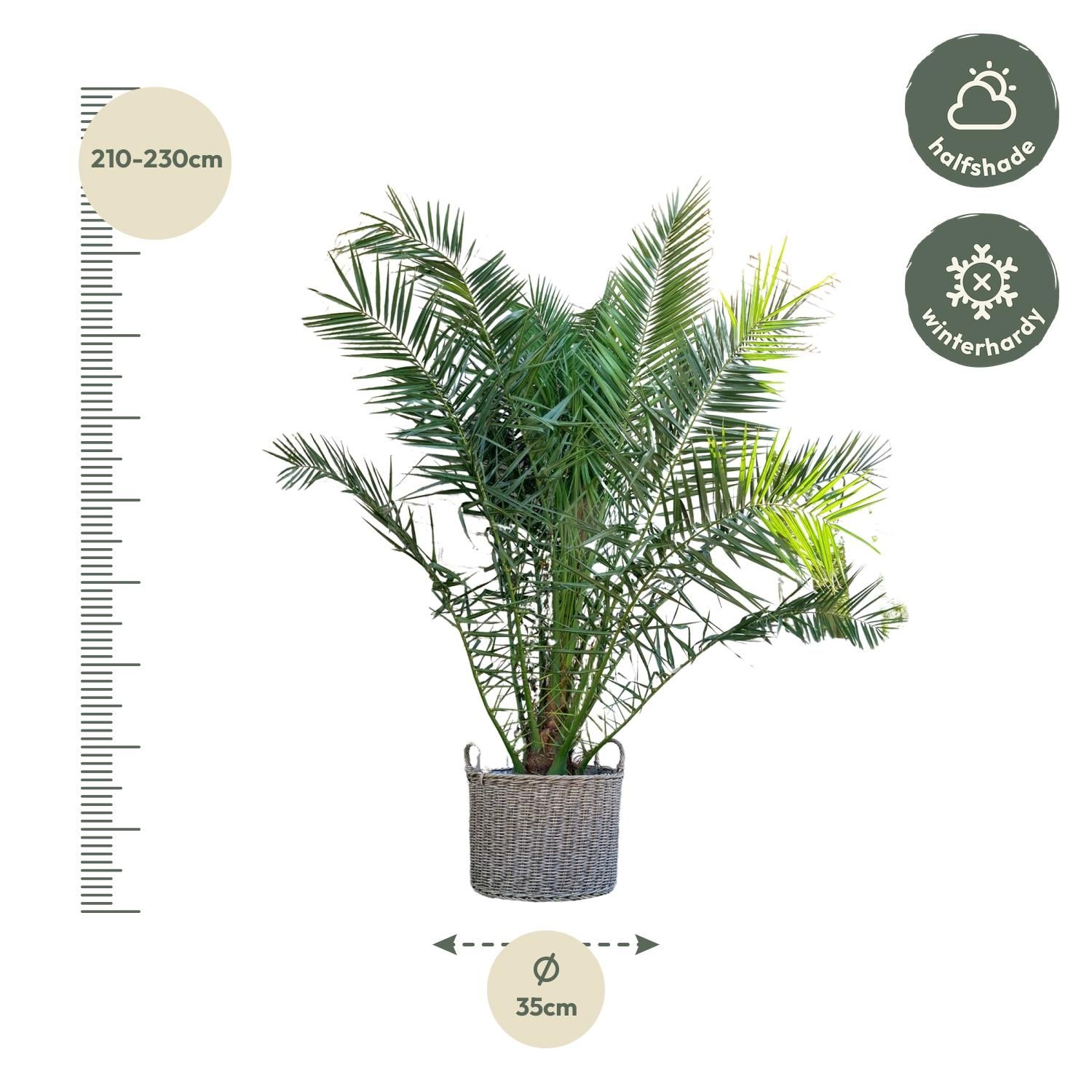 Phoenix Canariensis - 300cm - ø50 (8721055693956)