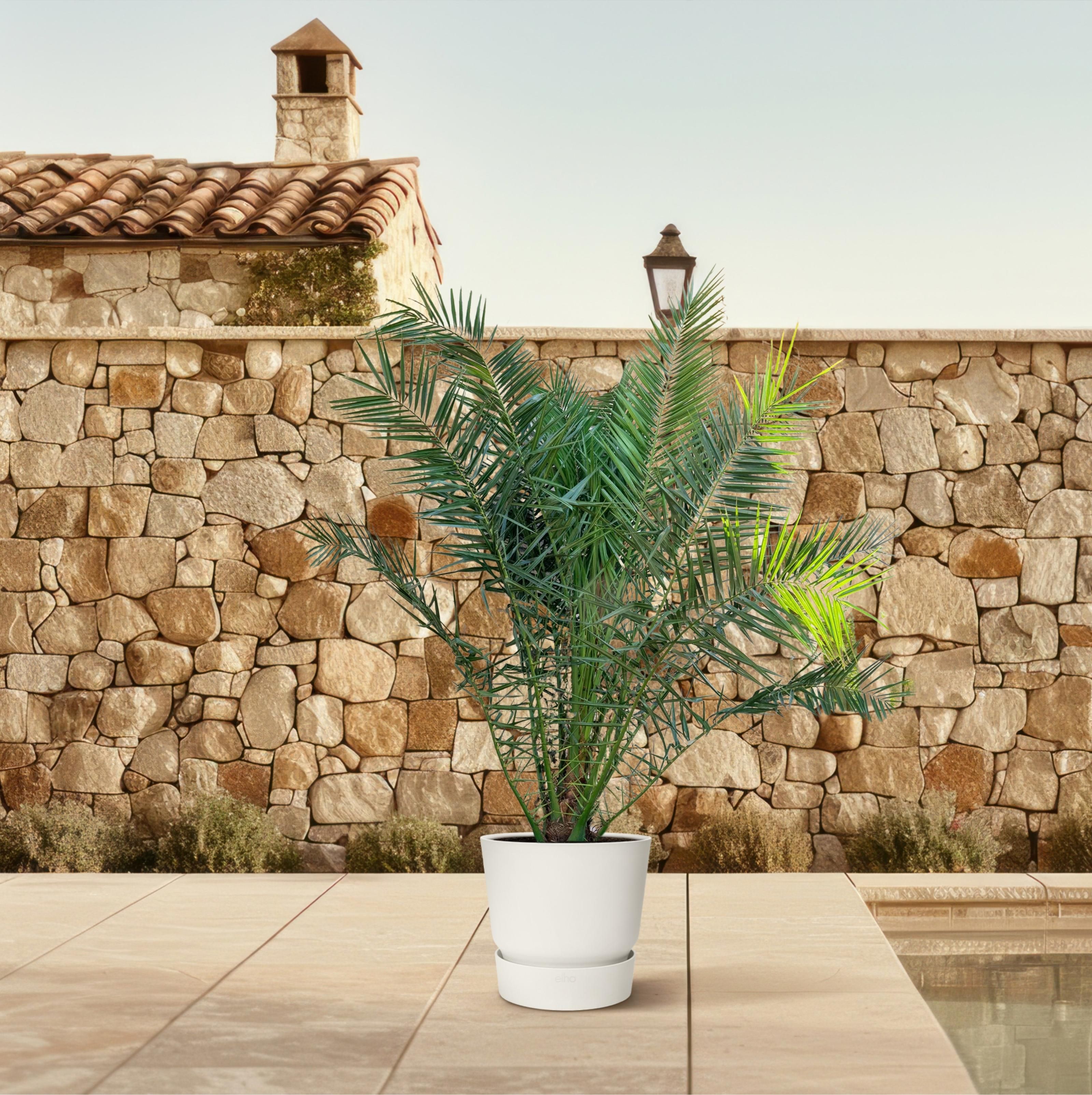 Phoenix Canariensis - 300cm - ø50 (8721055693956)