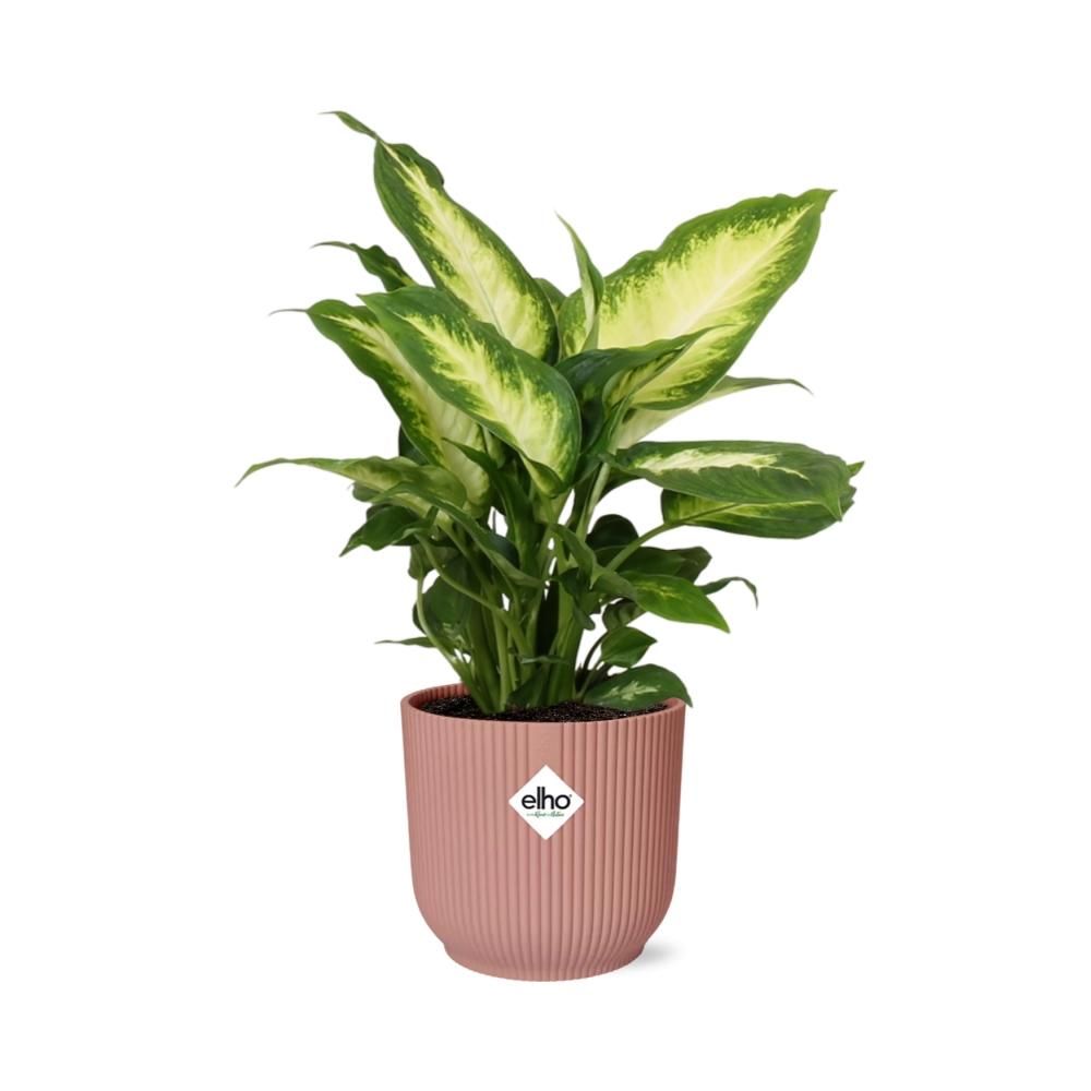Dieffenbachia ‘Camilla’ in ELHO Vibes Fold 14cm roze (21797)