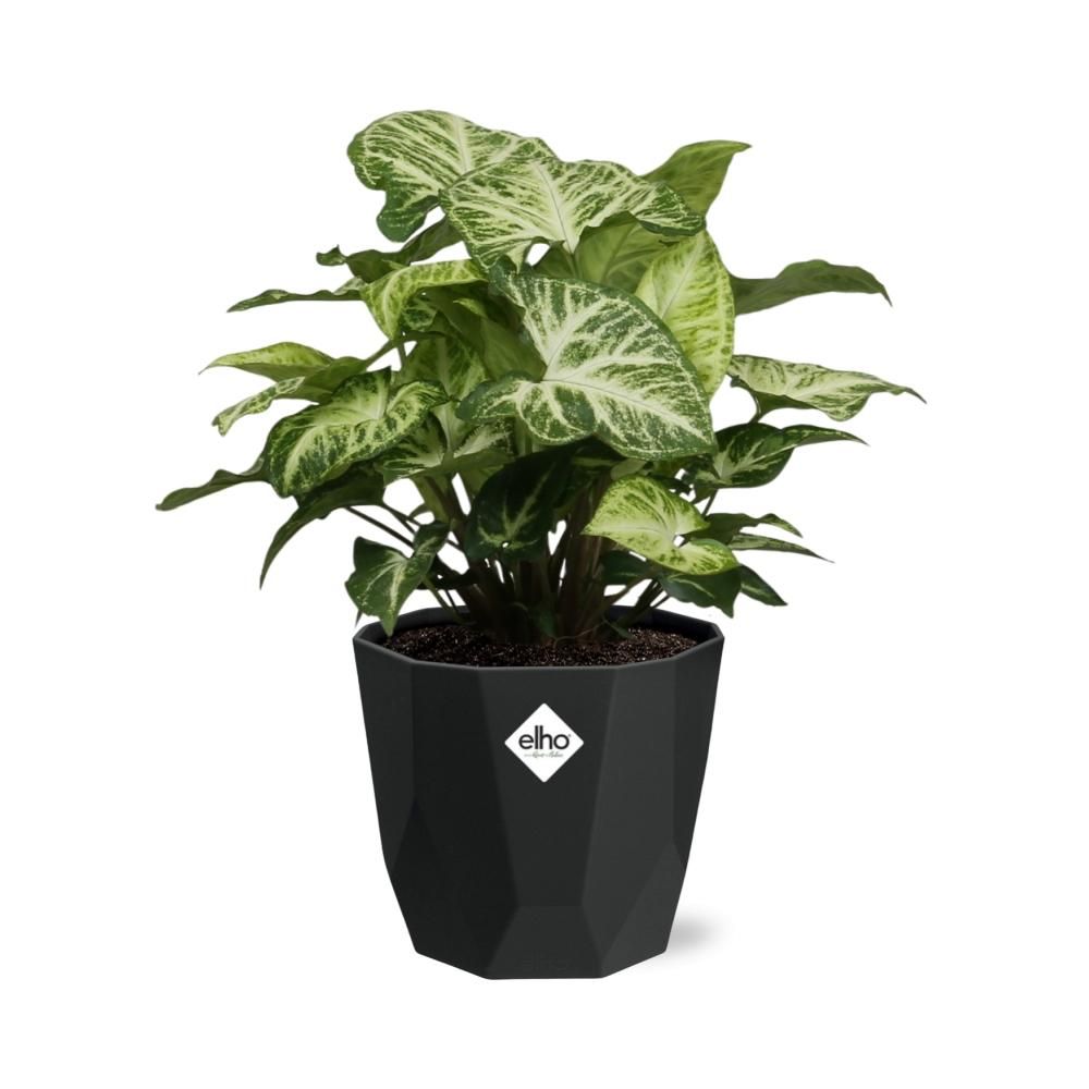 Syngonium Arrow in 14cm b.for rock living black (21668)