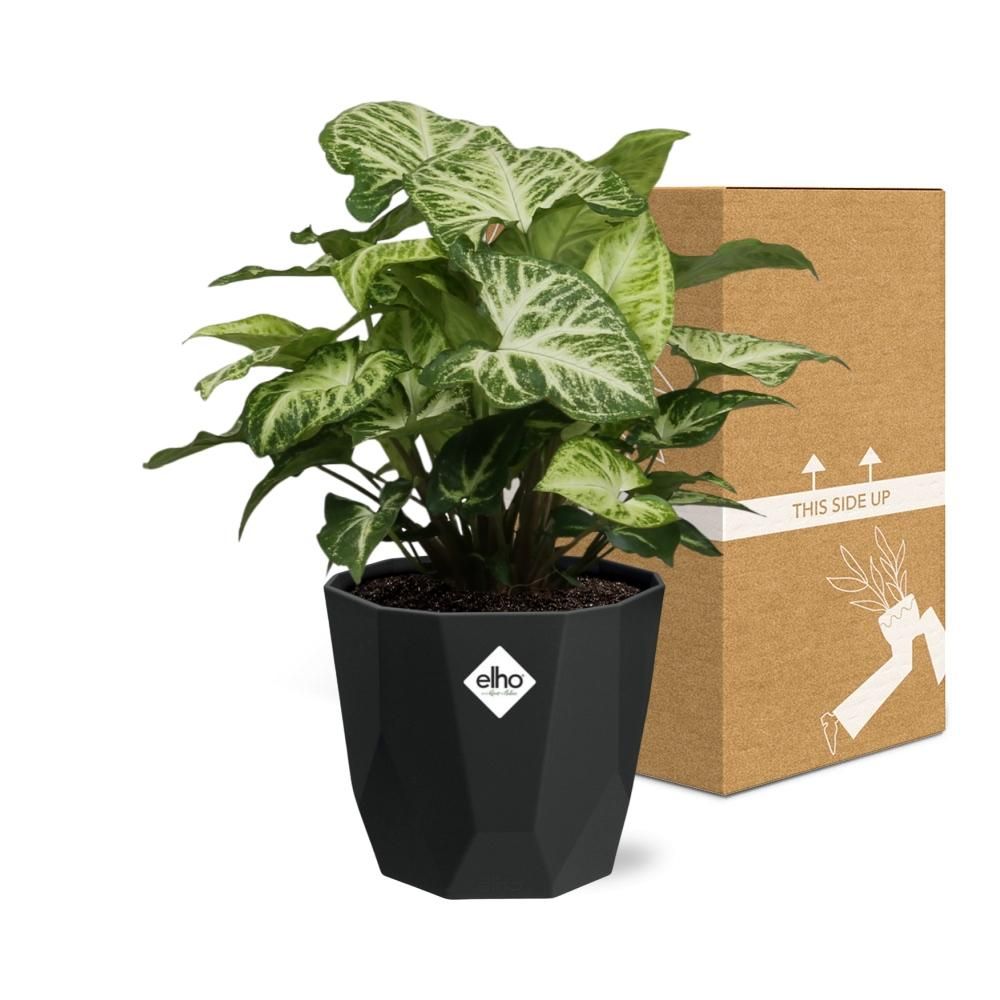 Syngonium Arrow in 14cm b.for rock living black (21668)