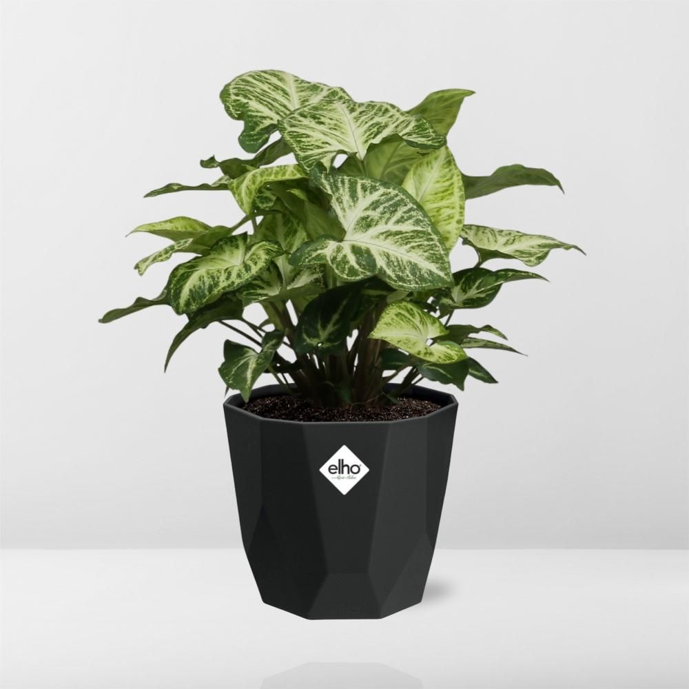 Syngonium Arrow in 14cm b.for rock living black (21668)
