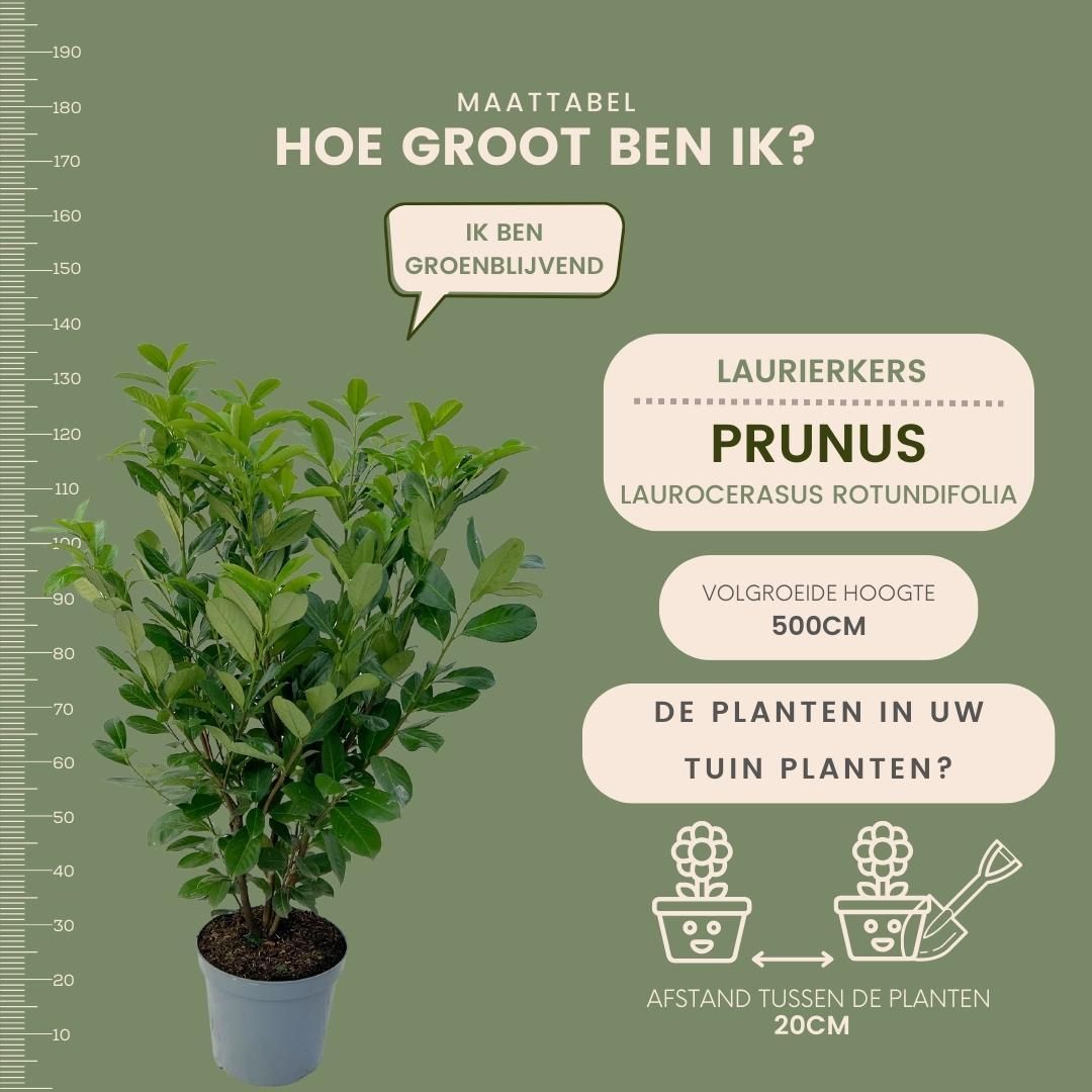 Plants by frank Grote Laurierkers Rotundifolia voor 10 strekkende meter haag | - 12L - 25 x | ↨ 100-125 cm (8721001420902)