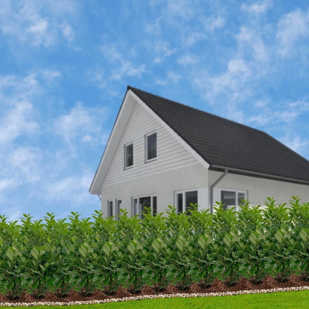 Plants by frank Grote Laurierkers Rotundifolia voor 10 strekkende meter haag | - 12L - 25 x | ↨ 100-125 cm (8721001420902)