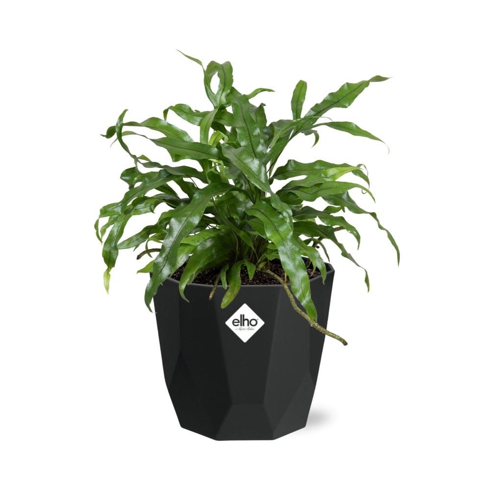 Microsorum Diversifolium in 14cm b.for rock living black (21767)