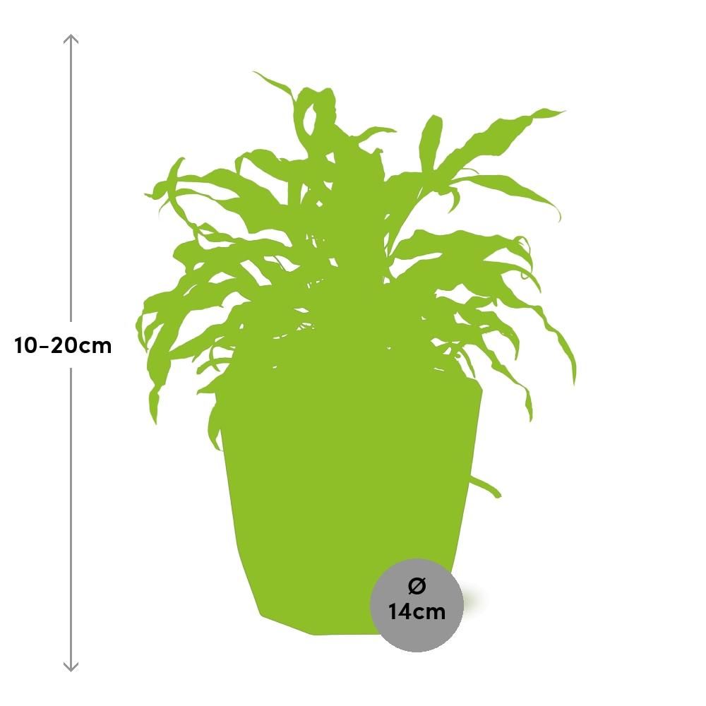 Microsorum Diversifolium in 14cm b.for rock living black (21767)