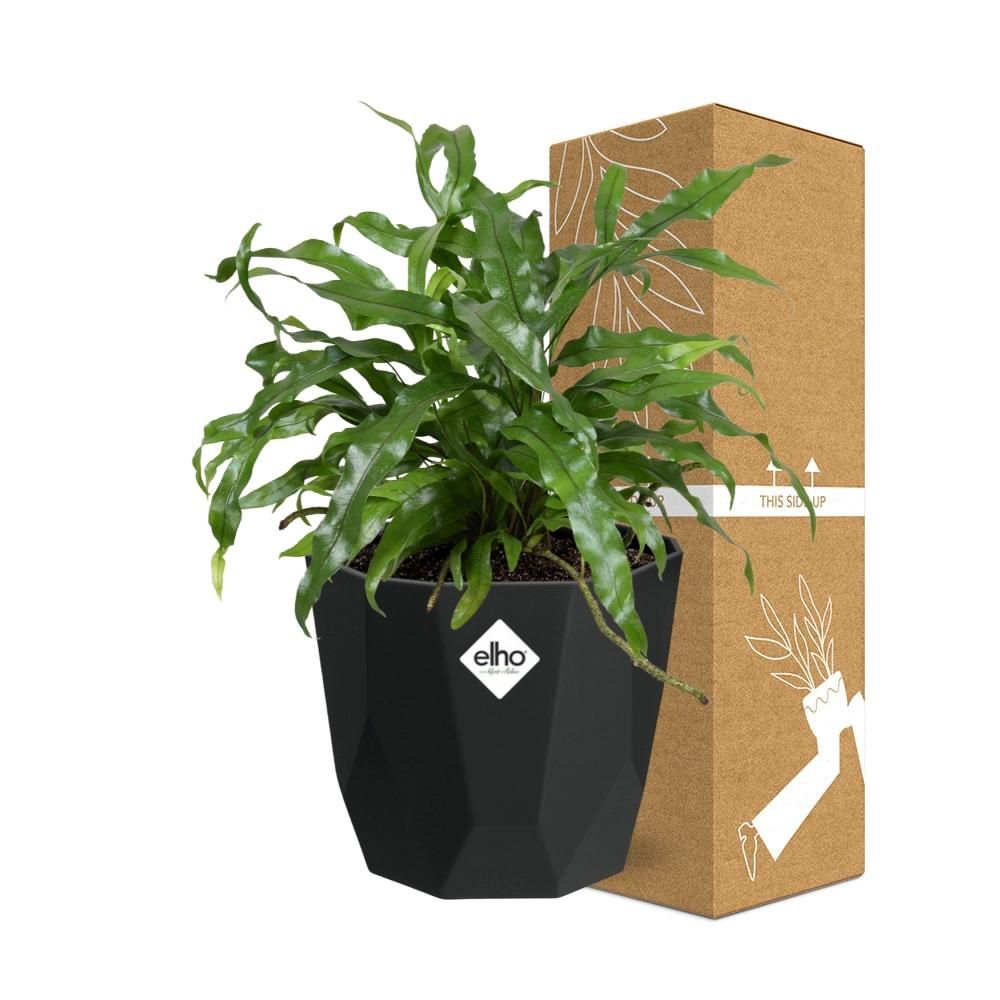 Microsorum Diversifolium in 14cm b.for rock living black (21767)