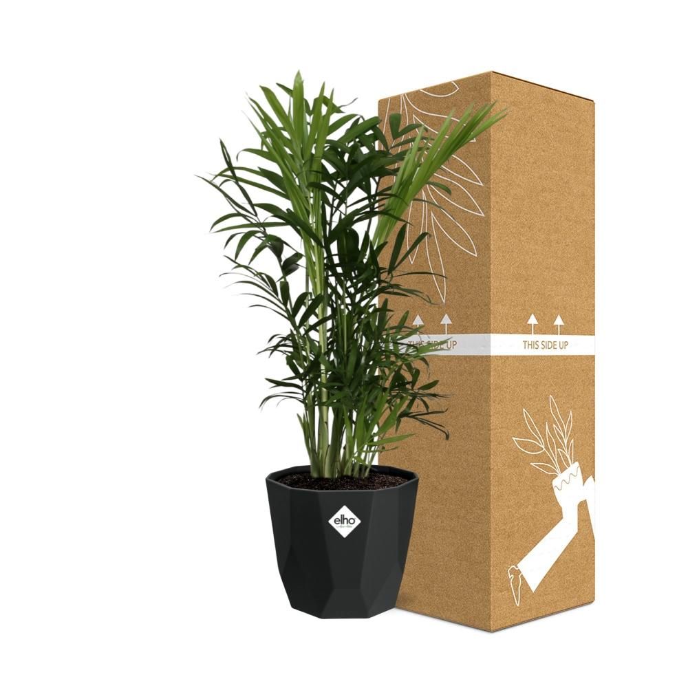 Chamaedorea Elegans in 14cm b.for rock living black (21638)