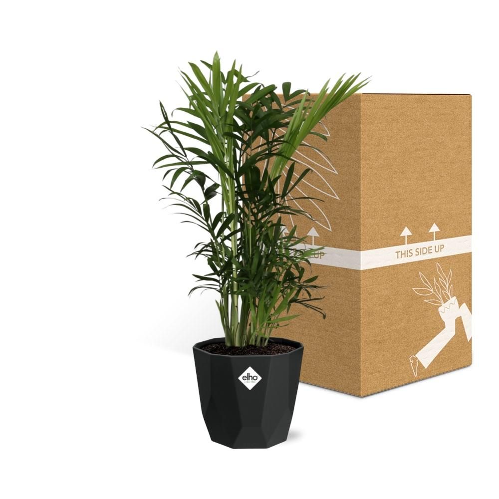 Chamaedorea Elegans in 14cm b.for rock living black (21638)