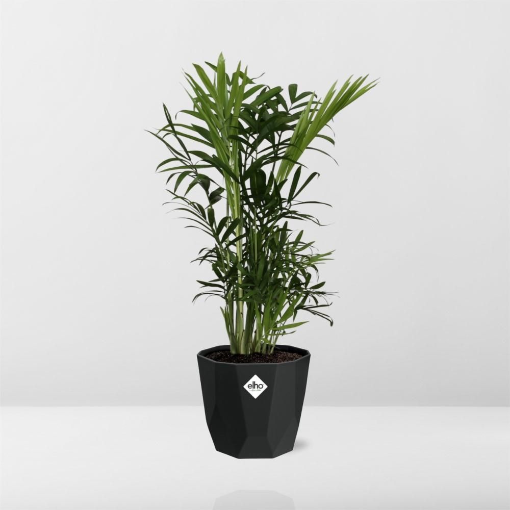 Chamaedorea Elegans in 14cm b.for rock living black (21638)