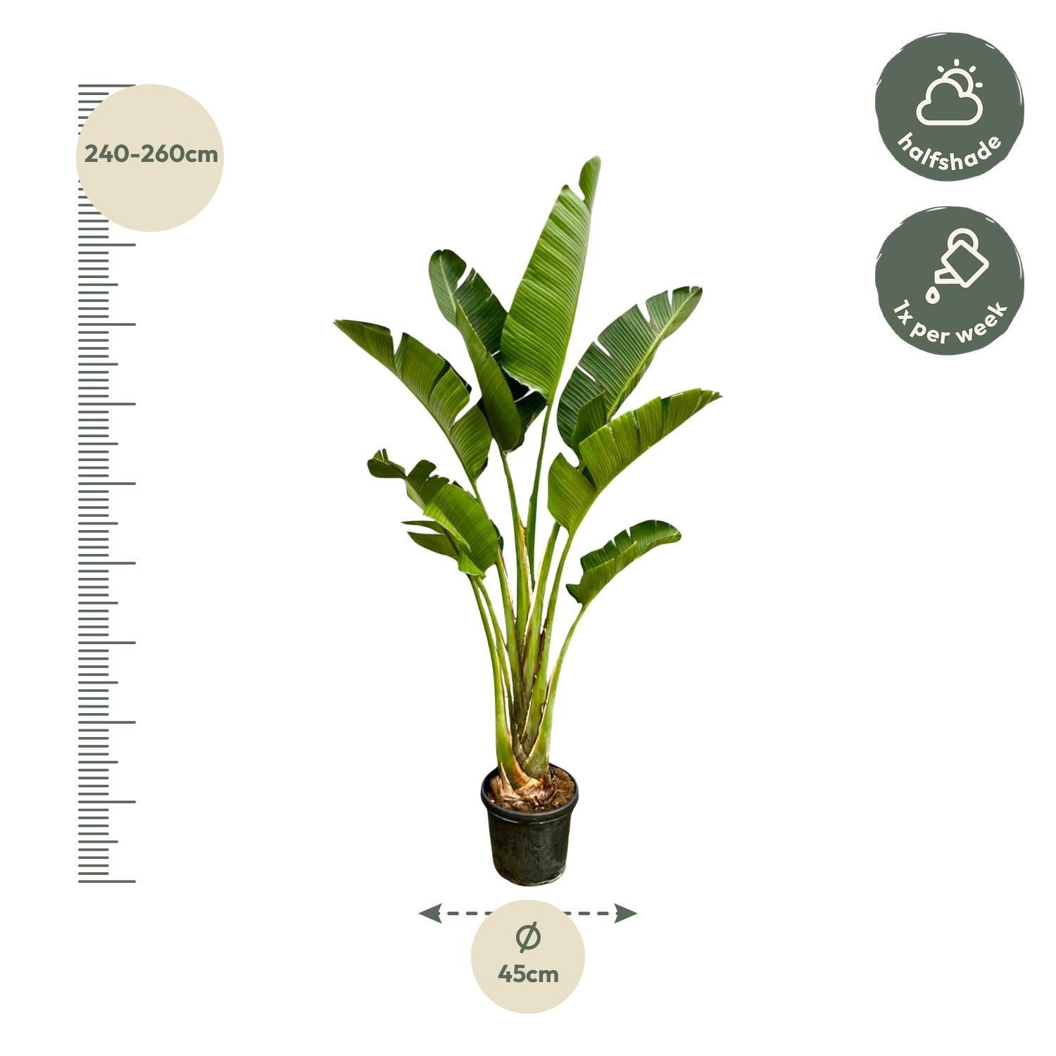Strelitzia Augusta - 250cm - ⌀45 (8721055694052)