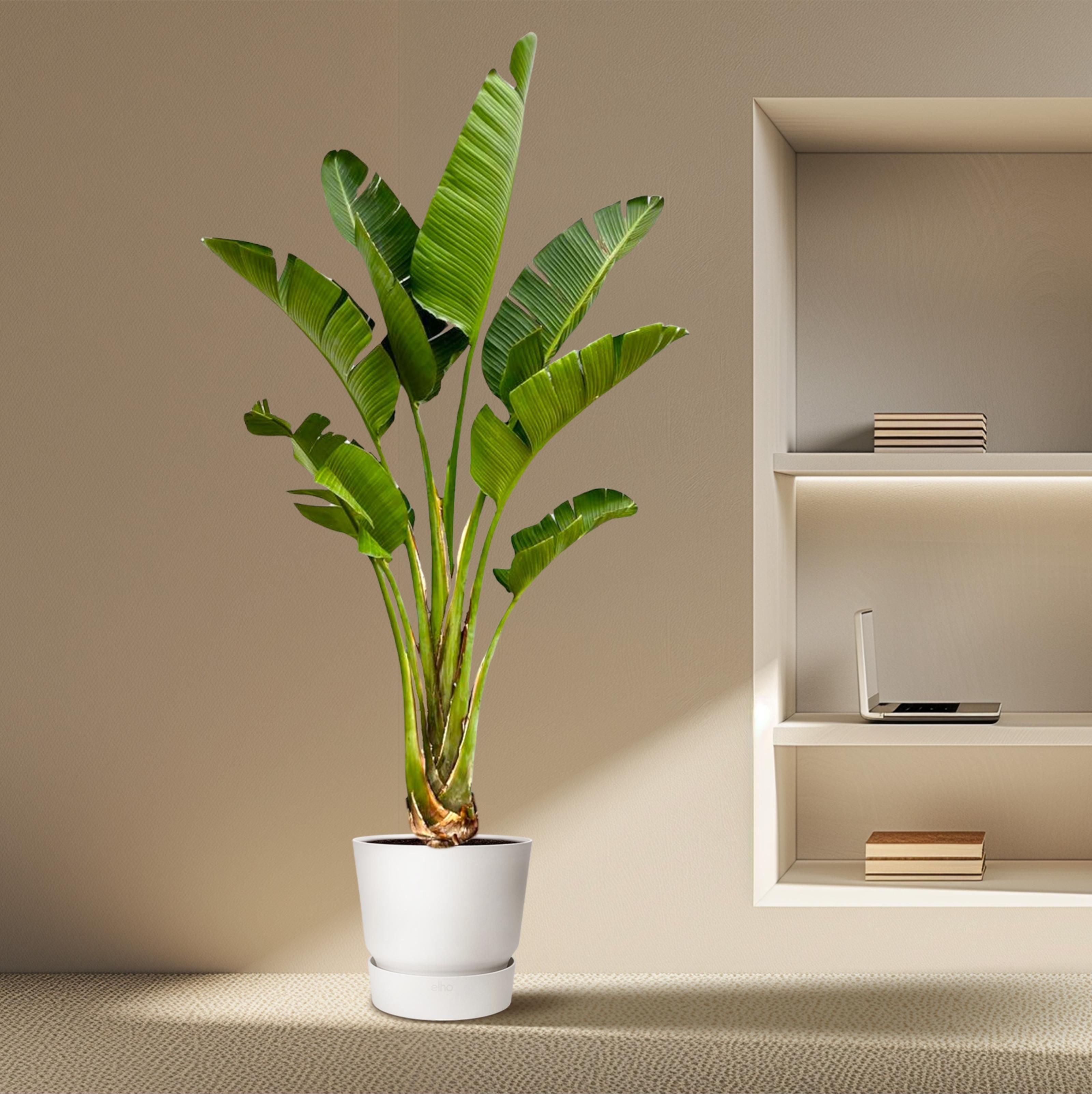 Strelitzia Augusta - 250cm - ⌀45 (8721055694052)