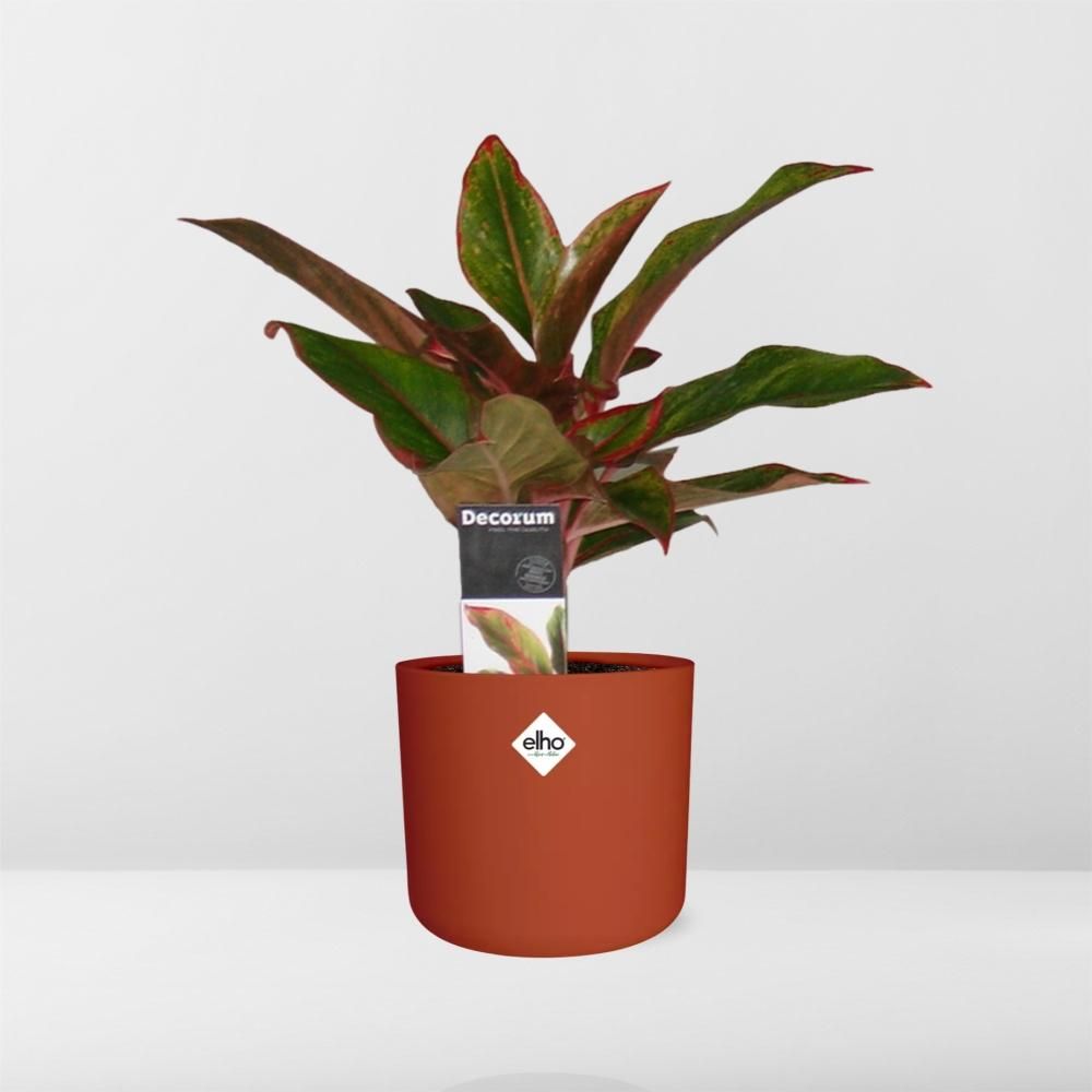 Aglaonema Crete in ELHO b.for soft rond 14cm brique (21478)
