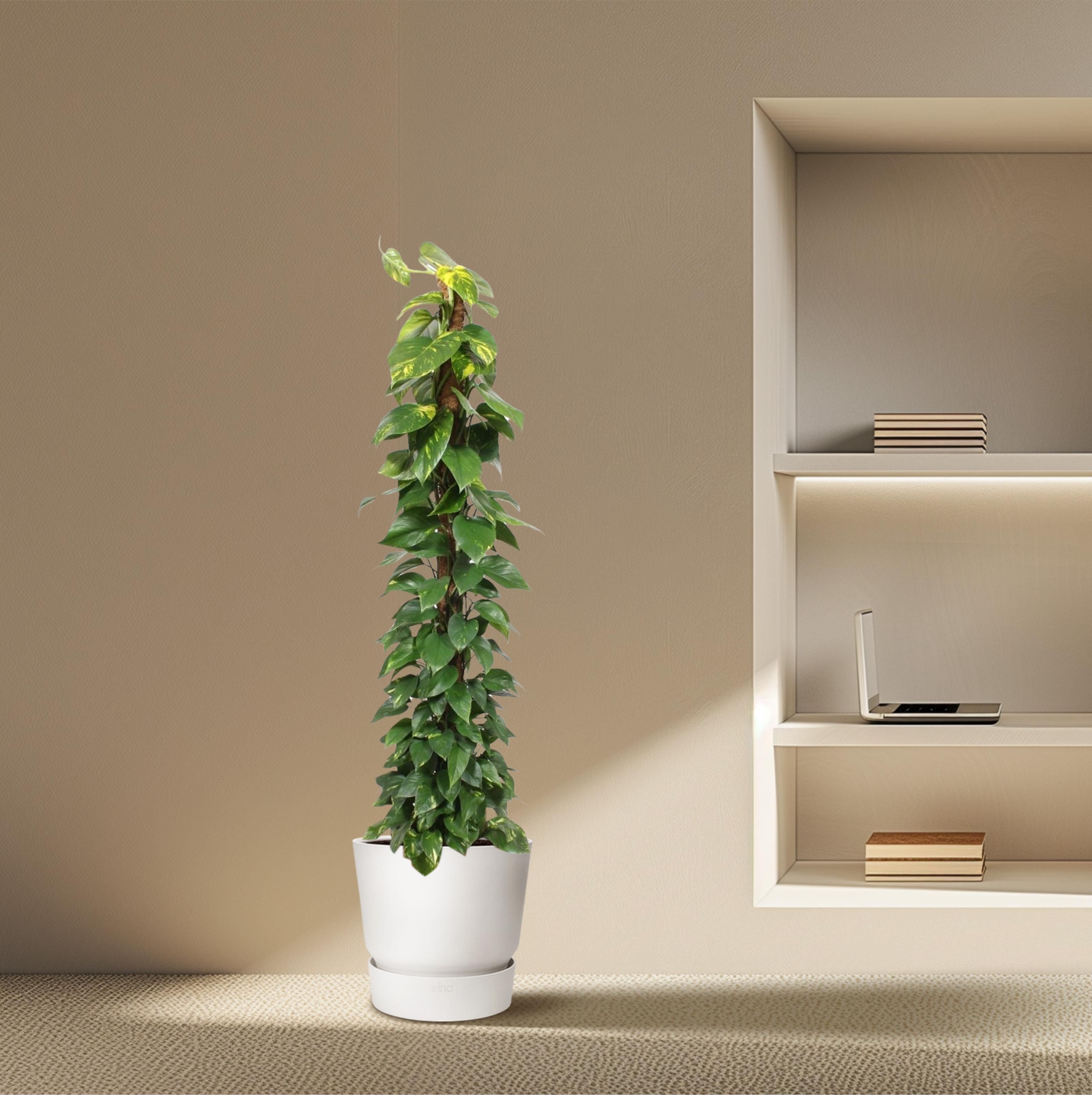 Epipremnum Aureum mosstok - 180 cm - ø34 (8721055690535)