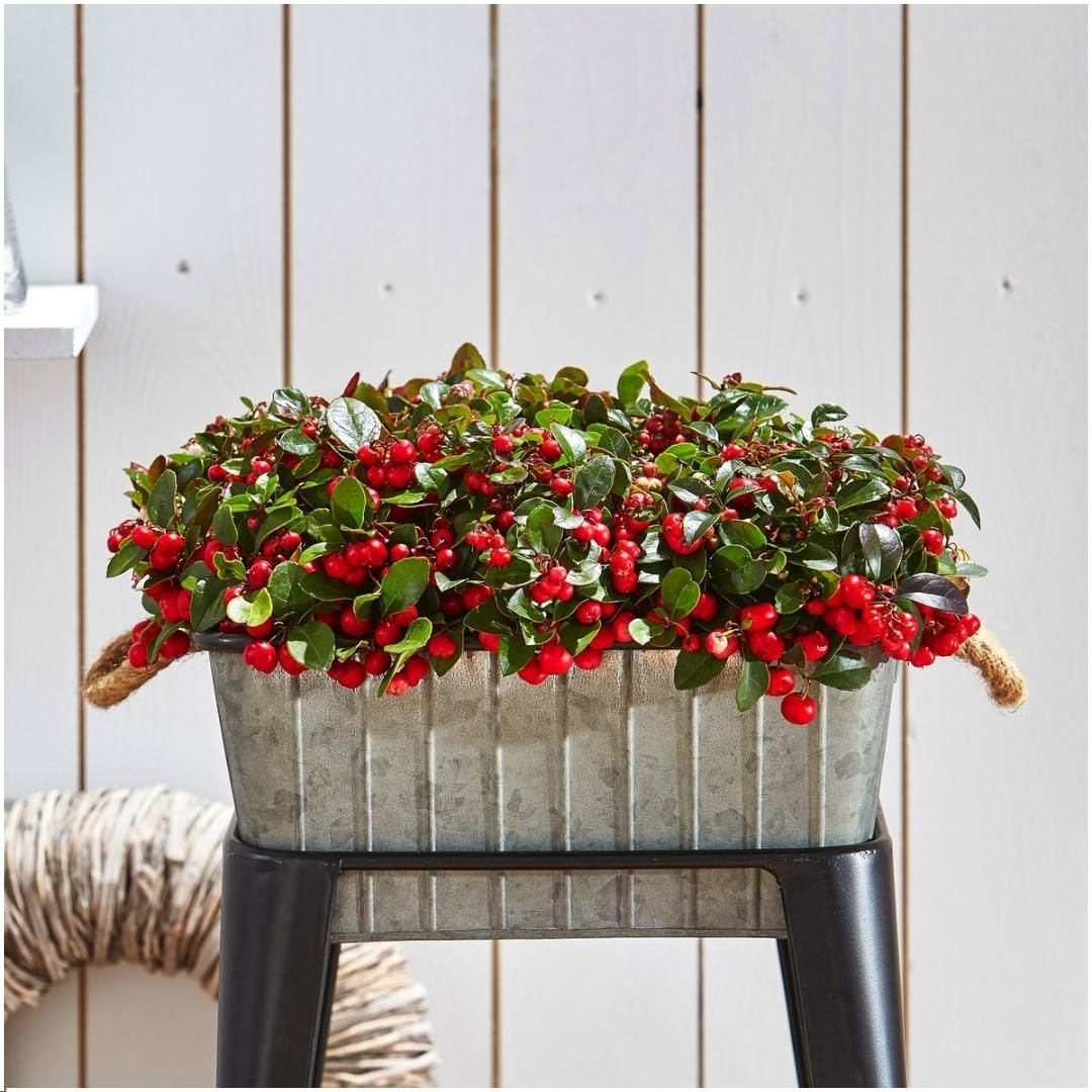 Plants by frank 6x Gaultheria procumbens 'Big Berry' | 12 cm Ø | 15-20 cm ↕ (14687)