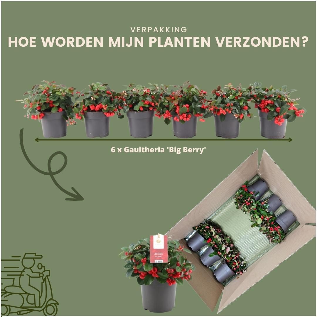 Plants by frank 6x Gaultheria procumbens 'Big Berry' | 12 cm Ø | 15-20 cm ↕ (14687)