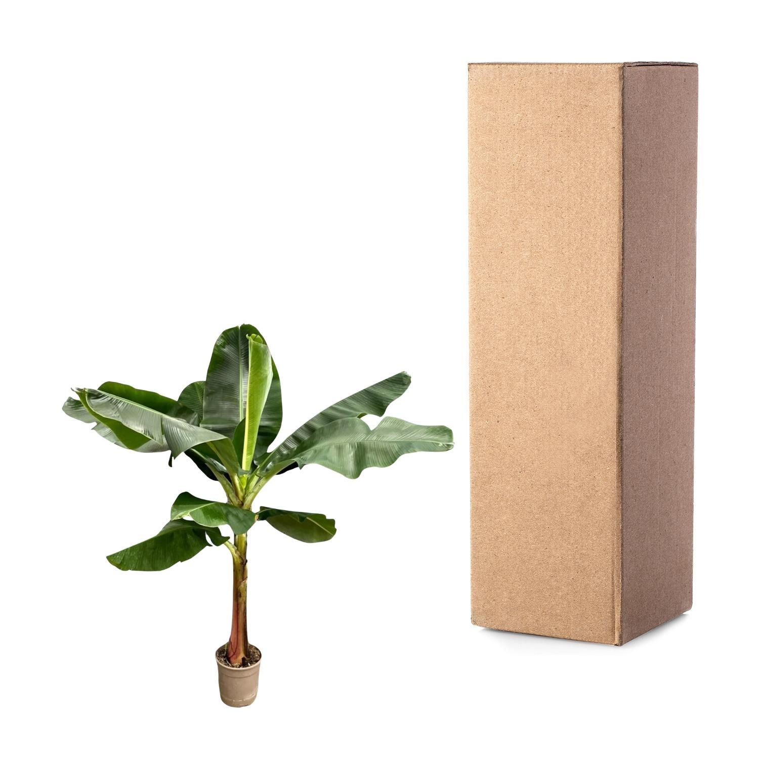 Bananenplant (Musa) - 220 cm - ø45 (8721055691778)