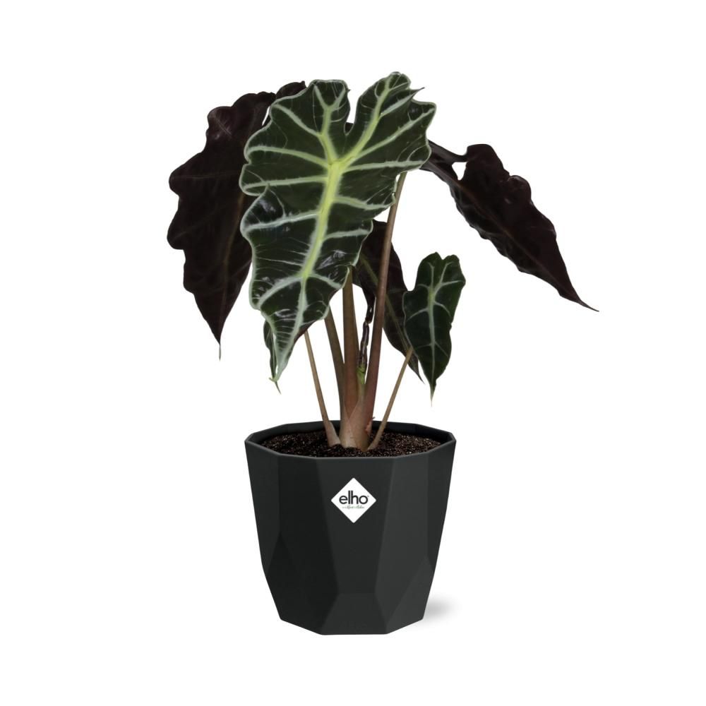 Alocasia ‘Polly’ in 14cm b.for rock living black (21667)