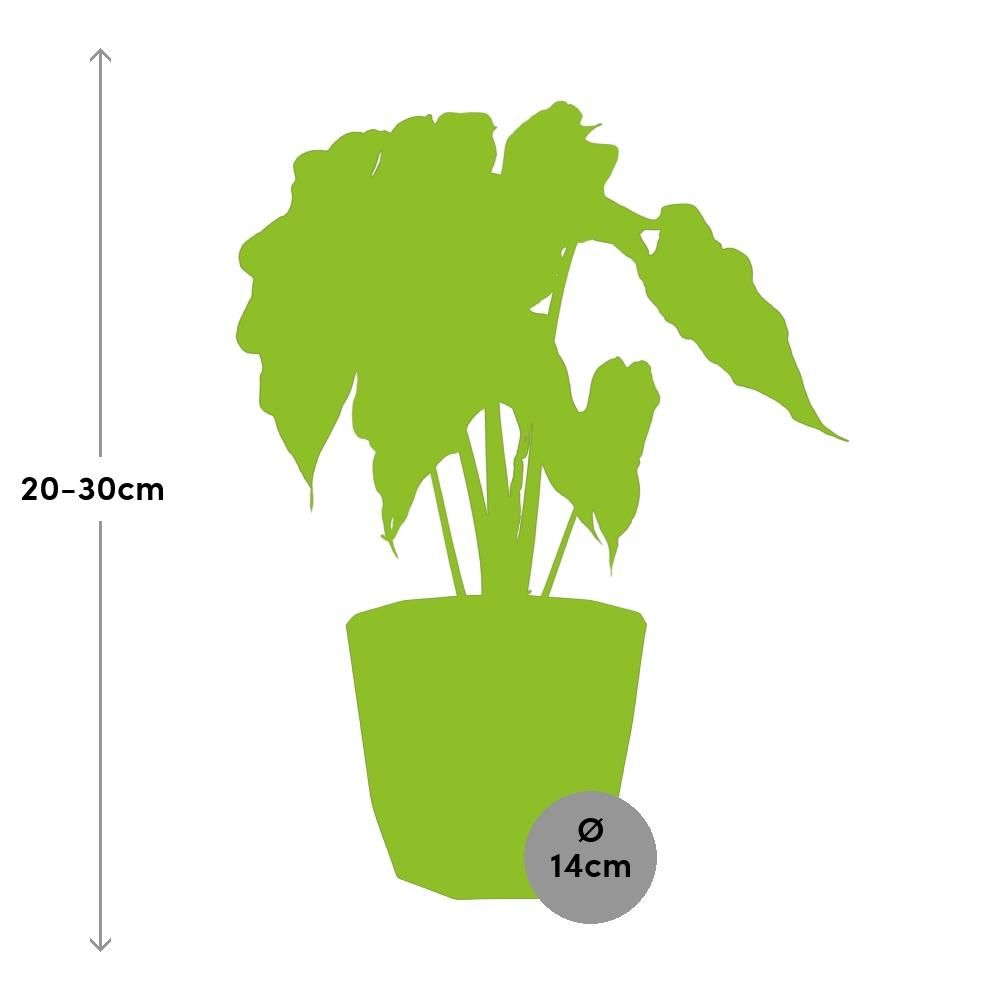 Alocasia ‘Polly’ in 14cm b.for rock living black (21667)