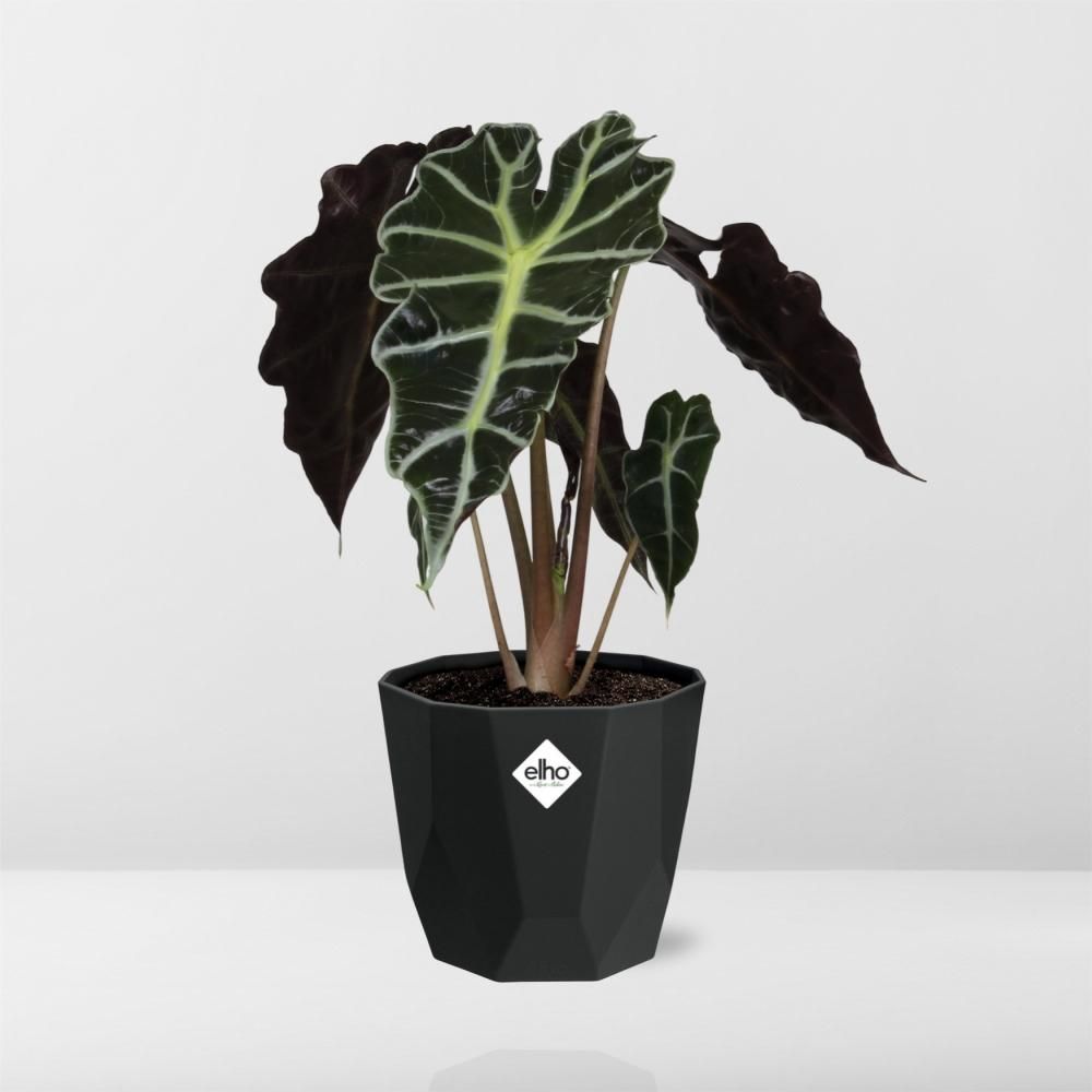 Alocasia ‘Polly’ in 14cm b.for rock living black (21667)